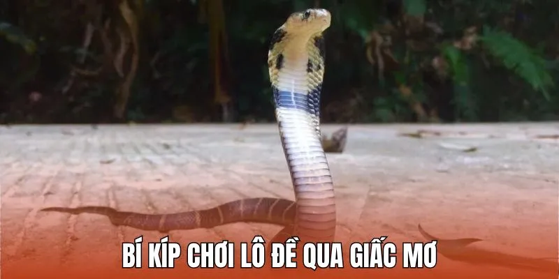 Mơ Thấy Rắn Hổ Mang - Truy Tìm Con Số Thần Bí Cho Lô Thủ 4 Bí kíp chơi lô đề qua dấu hiệu từ giấc mơ