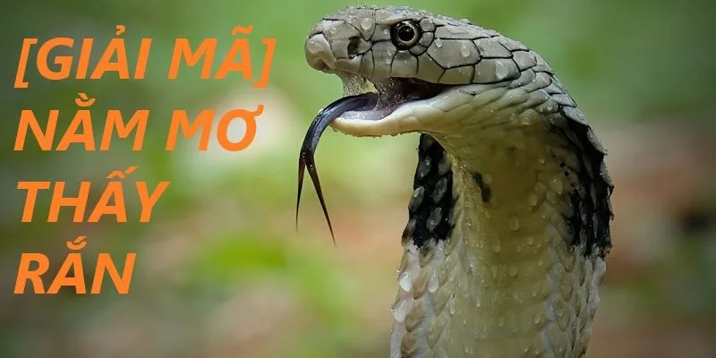 Mơ Thấy Rắn Hổ Mang - Truy Tìm Con Số Thần Bí Cho Lô Thủ 3 Mối liên hệ kỳ bí giữa những con số và rắn hổ mang