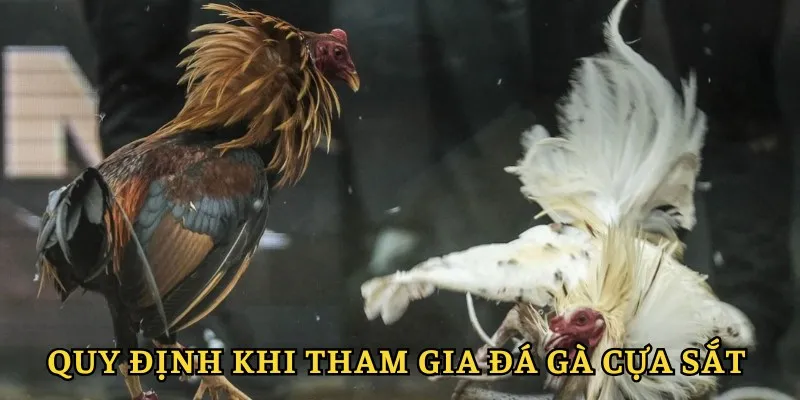 Đá Gà Cựa Sắt XIN88 - Tham Gia Vào Những Trận Đấu Kịch Tính 4 Quy định khi tham gia đá gà cựa sắt Xin88