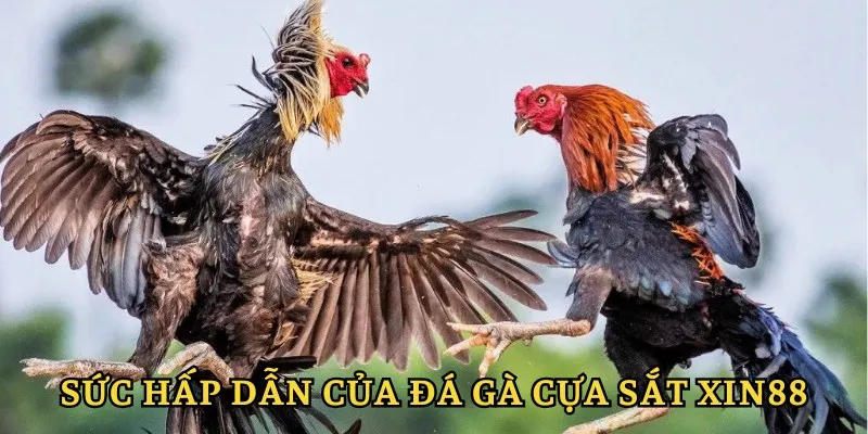 Đá Gà Cựa Sắt XIN88 - Tham Gia Vào Những Trận Đấu Kịch Tính 3 Sức hấp dẫn của hình thức đá gà cựa sắt Xin88